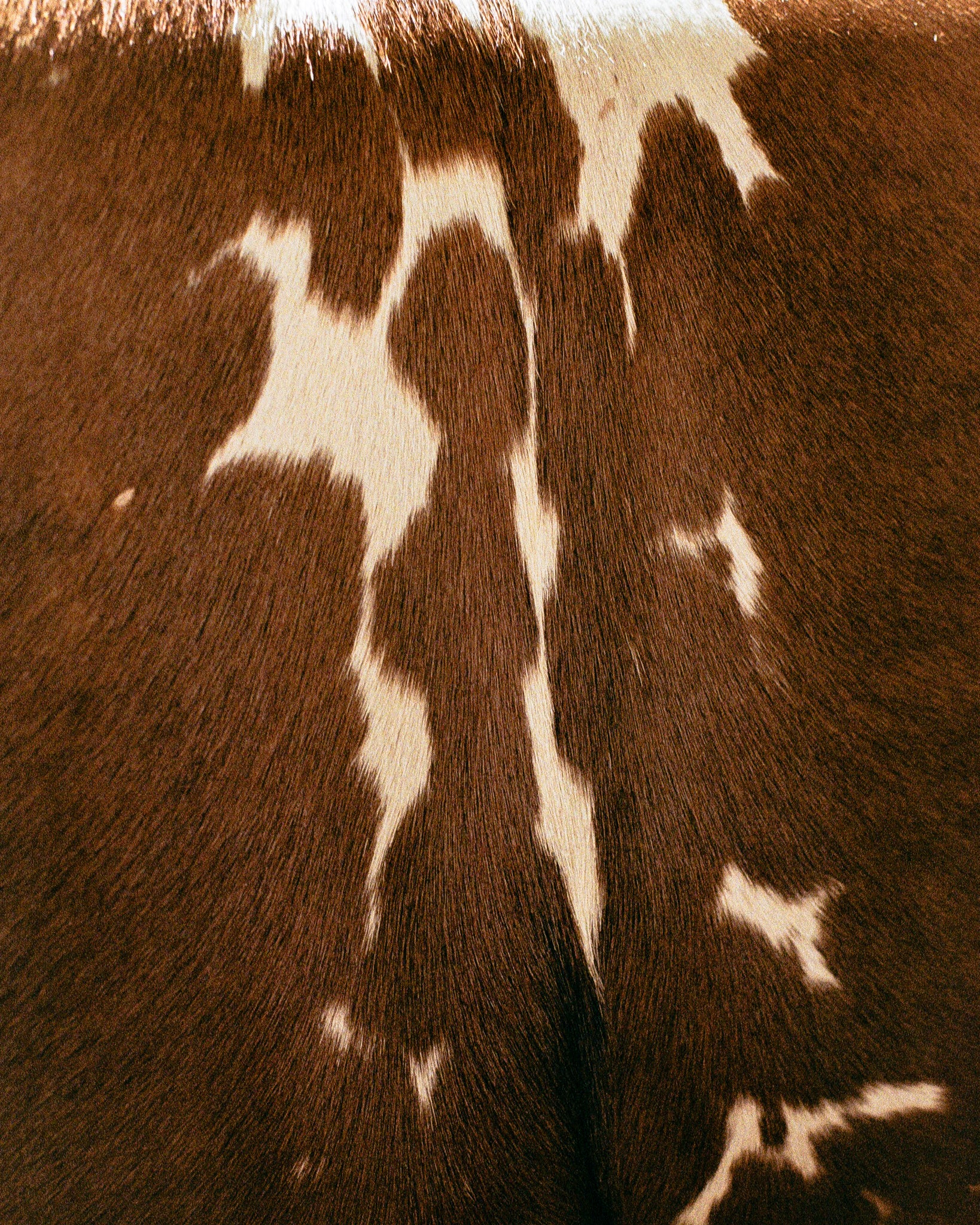 Close-up of brown and white cowhide pattern