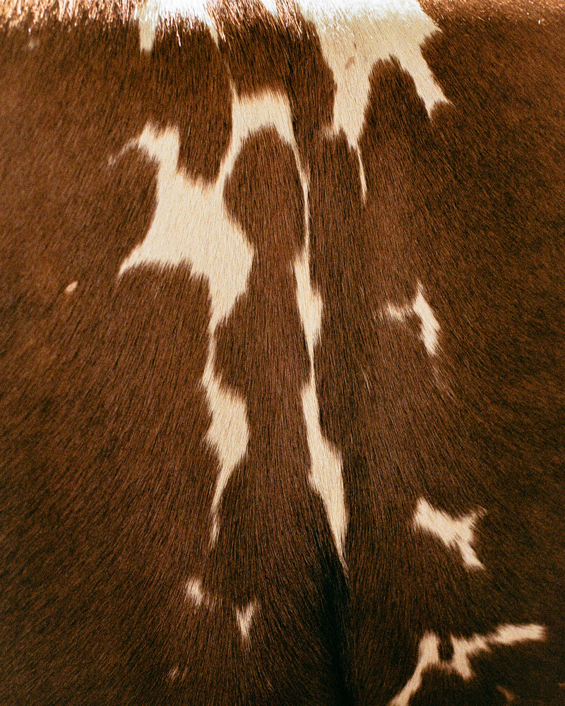 Close-up of brown and white cowhide pattern