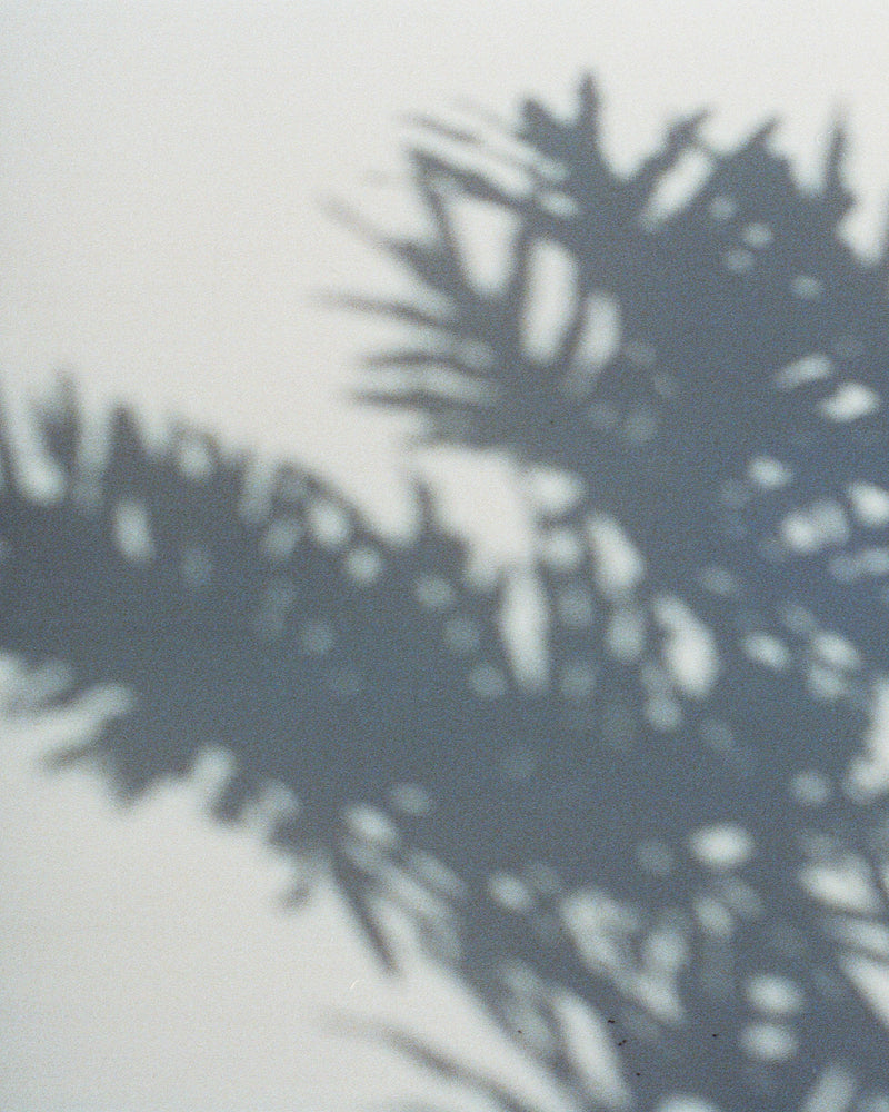 Shadow of palm leaves on a light gray background