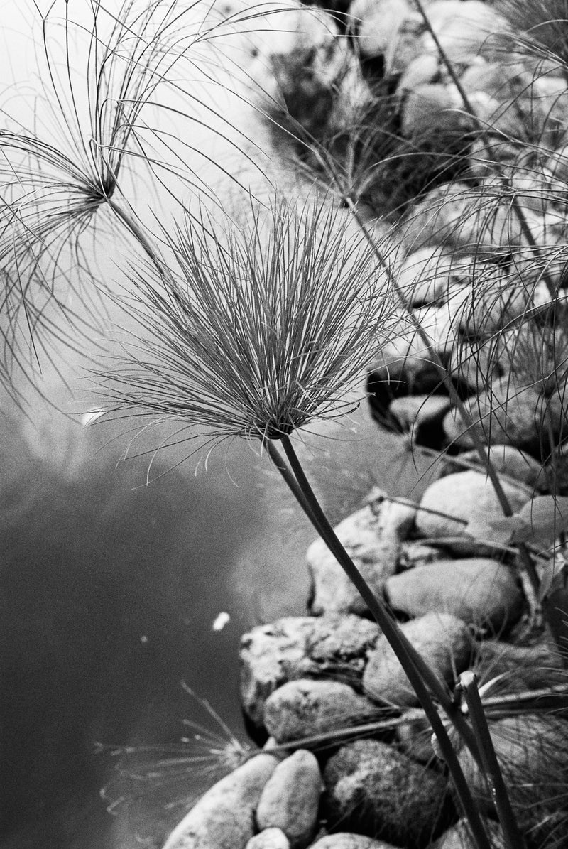 Black and white photo of a plant with long, thin leaves against a background of rocks and water.