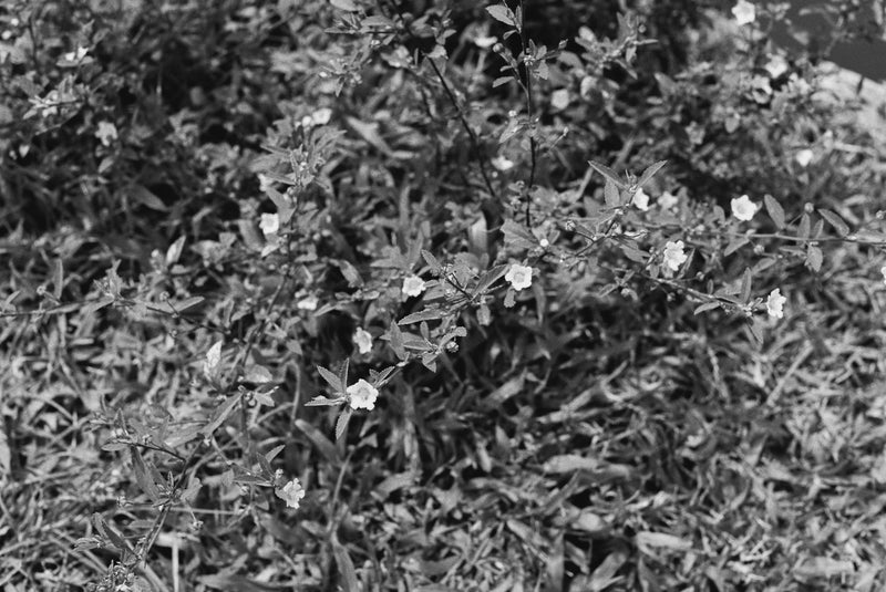 Close-up of a plant with small white flowers and green leaves.